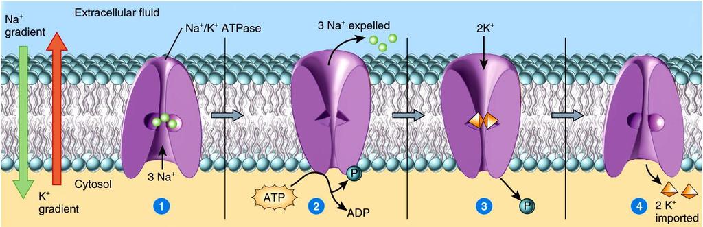 Anyagtranszport a sejtmembránon keresztül pumpa fehérjék (aktív transzport) szállítás az anyag koncentrációgradiensével szemben - közvetlen vagy közvetett
