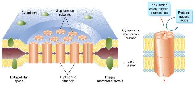 A sejtek közötti anyag- és információforgalom soksejtűekben összehangolt információcsere I.