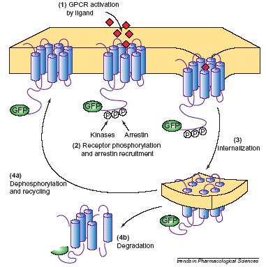 ioncsatorna receptorok Réskapcsolatok