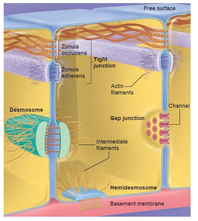 Sejtkapcsoló struktúrák hámsejtek, egyes izomsejtek és idegsejtek szorosan illeszkednek egymáshoz többsejtes funkcionális egységek (pl.