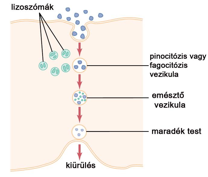 Anyagforgalom a sejt és a külvilág között vezikulákkal I.