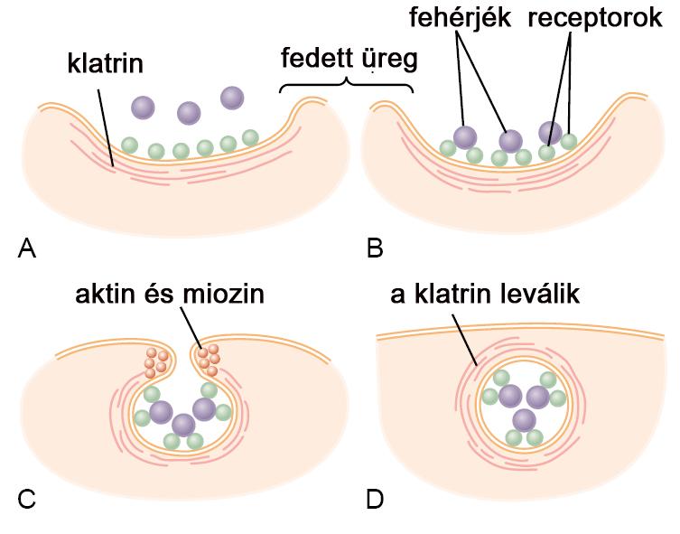 vezikulába csomagolt folyadékok felvétele a sejtközötti térből 2)