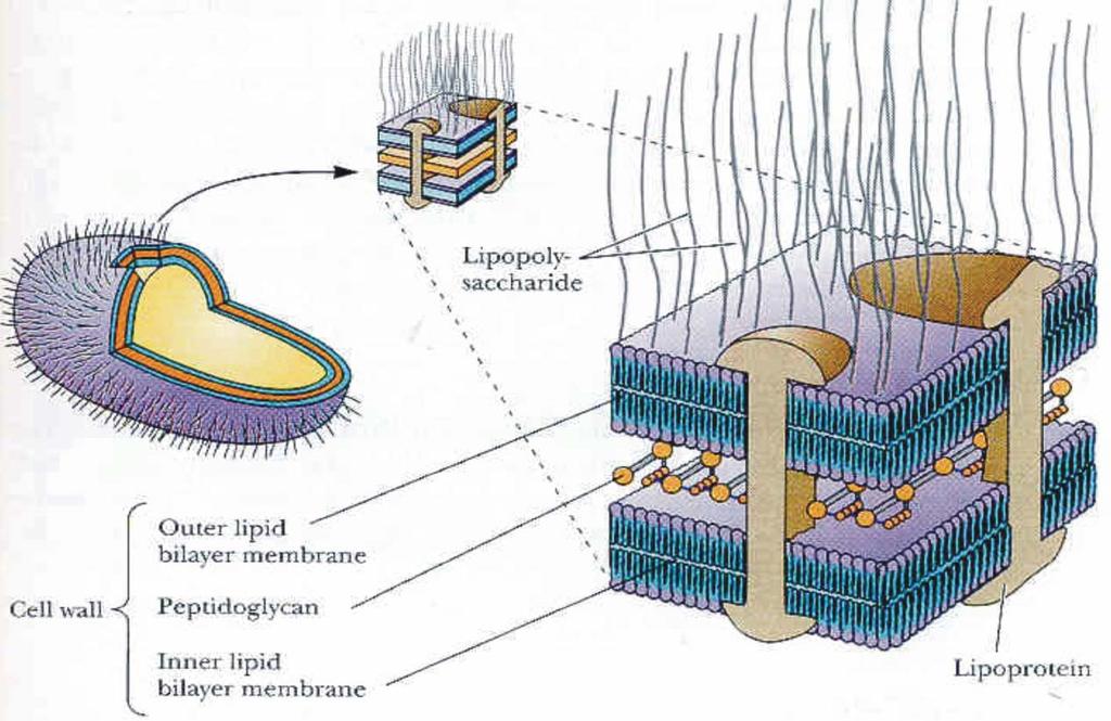 1.4.2. Escherichia coli Az E. coli az egyik legegyszerűbb, ám mégsem igazán megismert élőlény, egy evolúciós siker, amely rendkívüli módon képes volt alkalmazkodni a szélsőséges életkörülményekhez.