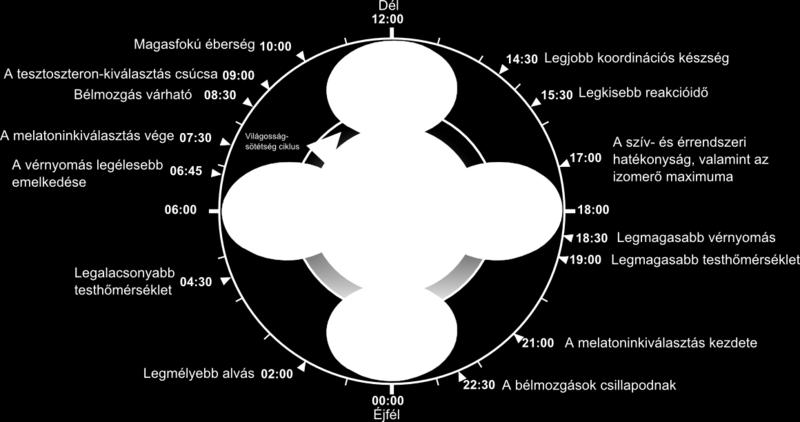 Cirkadian ritmusok, biológiai óra az alvás és ébrenlét váltakozása emberben kb.