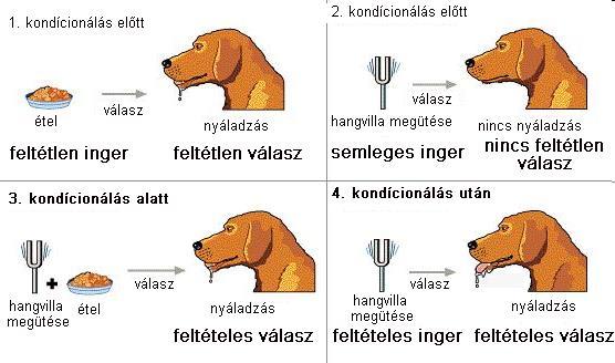 Klasszikus kondicionálás