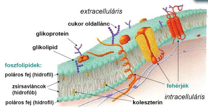 Az apoláris (hidrofób) szénláncok egymás felé fordulnak, míg a poláris (hidrofil) feji részük a két vizes fázis felé (citoplazma, extracelluláris tér) esik, kialakítva