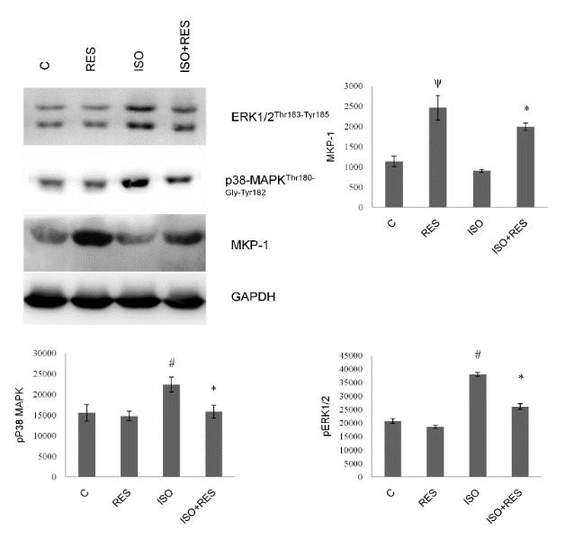 Resveratrol attenuated the phosphorylation of p38-mapk Thr180-Gly-Tyr182, ERK1/2 Thr183-Tyr185 increased the amount of MKP-1 in ISO-stressed hearts and Fig 12.