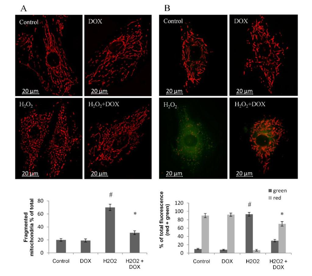 Results Protective effect of doxycycline against the free radical induced injury of cardiomyocytes Fig.2. H9c2 cardiomyocytes were exposed to different concentrations of H 2O 2 for 24 hours.