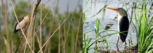 este reprezentat de zone umede acoperite cu stufărișuri și păpuriș (Typha și Phragmites), cu exemplare răzlețe de sălcii (Salix sp) și arini (Alnus sp), pe la margini de bălți, lacuri, lagune