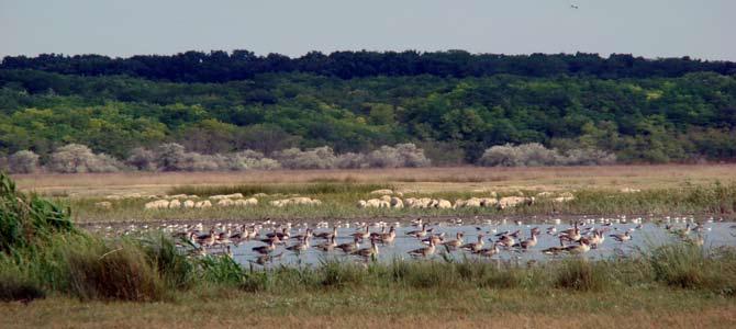 Analiza SWOT Puncte tari Puncte slabe Cadrul natural deosebit - Stufărișurile de la Sic Delta Lipsa infrastructurii specifice vizitării ariilor naturale Transilvaniei și Rezervația Lacul Știucilor.