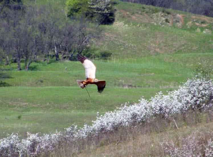 D.3.5 Interacţiunea vizitatorilor cu speciile de animale sălbatice Interacţiunea cu animalele sălbatice nu trebuie să producă efecte negative asupra viabilităţii populaţiilor în mediul sălbatic, iar