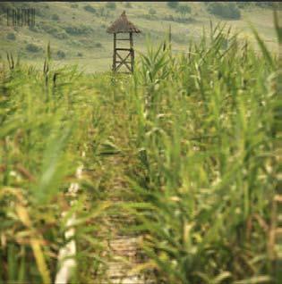 În rezervaţie au fost construite din lemn două foişoare, un drum şi un turn, toate având ca scop observarea habitatelor avifaunei.