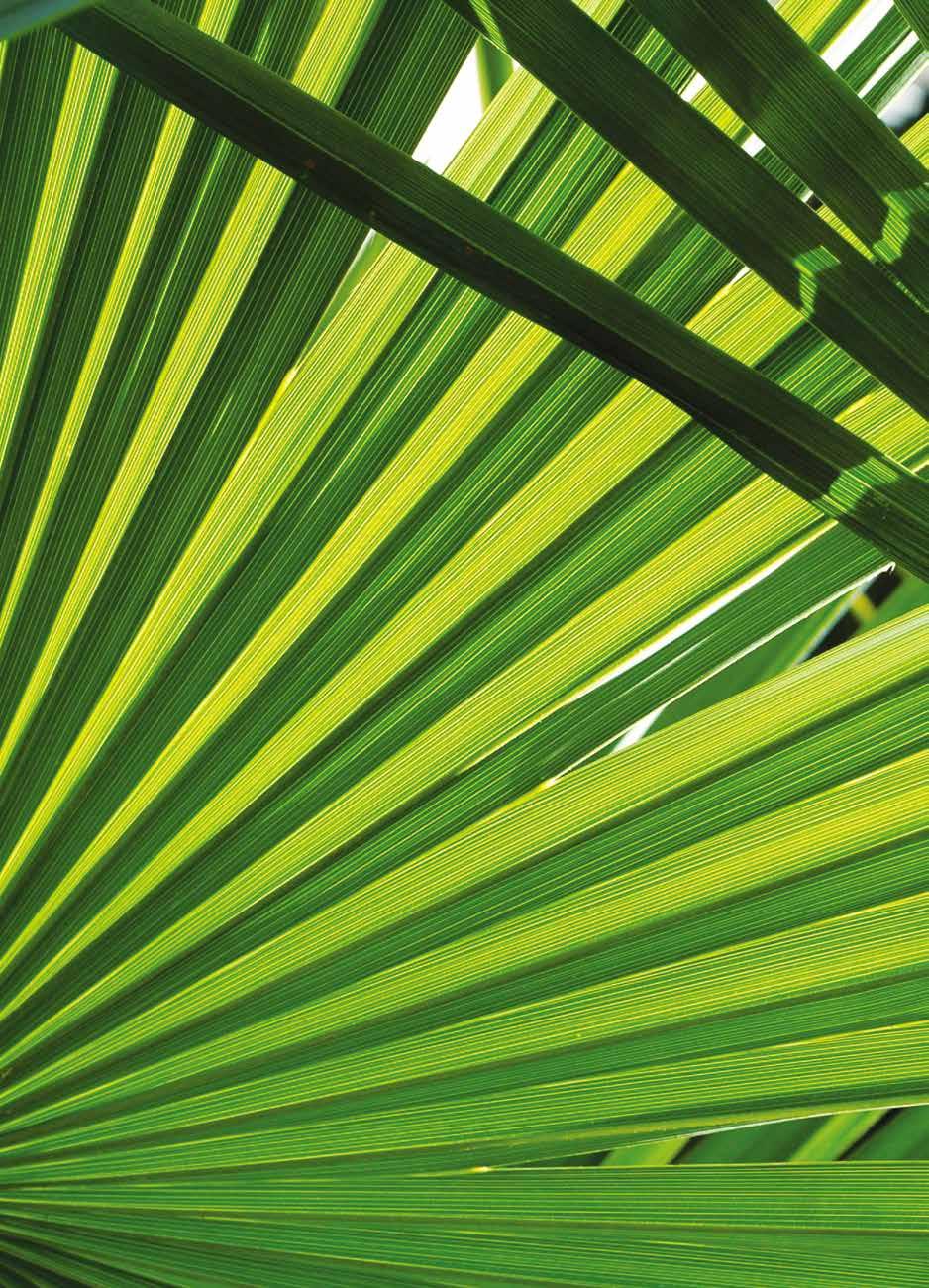 Wailea Smooth Tanning Lotion Mélybarnító A Wailea Smooth Tanning Lotion egyesíti az aloe barbadensis kivonatát, a narancsban, citromban található vitaminokat és az ezüstjuhar kivonatát, hogy bőrödnek