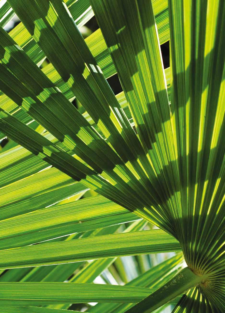 Kailua Fruit Bronzing Lotion Kis mennyiségű bronzosítóval A Kailua Fruit Bronzing Lotion egyesíti az aloe barbadensis kivonatát, a narancsban, citromban található vitaminokat és az ezüstjuhar