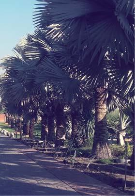 Közel-Kelet El.