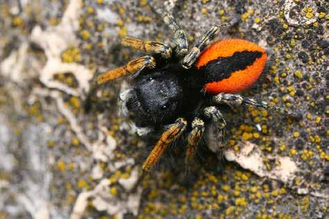A dél- és közép-európai elterjedésű ékfoltos ugrópók (Phyleus chrysops) a meleg, sziklás élőhelyek apró termetű