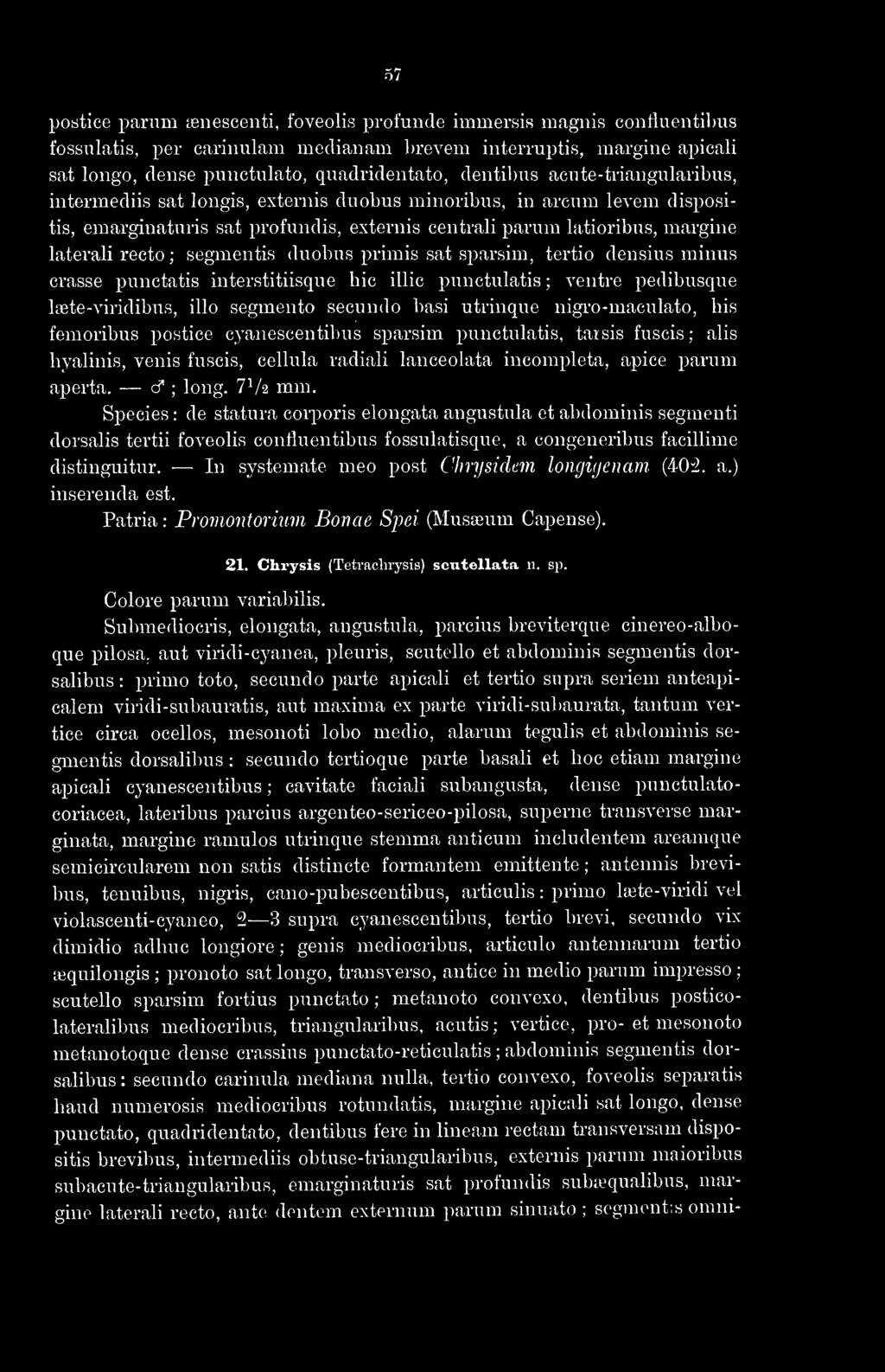 ; segmentis duobus primis sat sparsim, tertio densius minus crasse punctatis interstitiisque hic illic punctulatis ; ventre pedibusque laste-viridibiis, illó segmento secundo basi utrinque