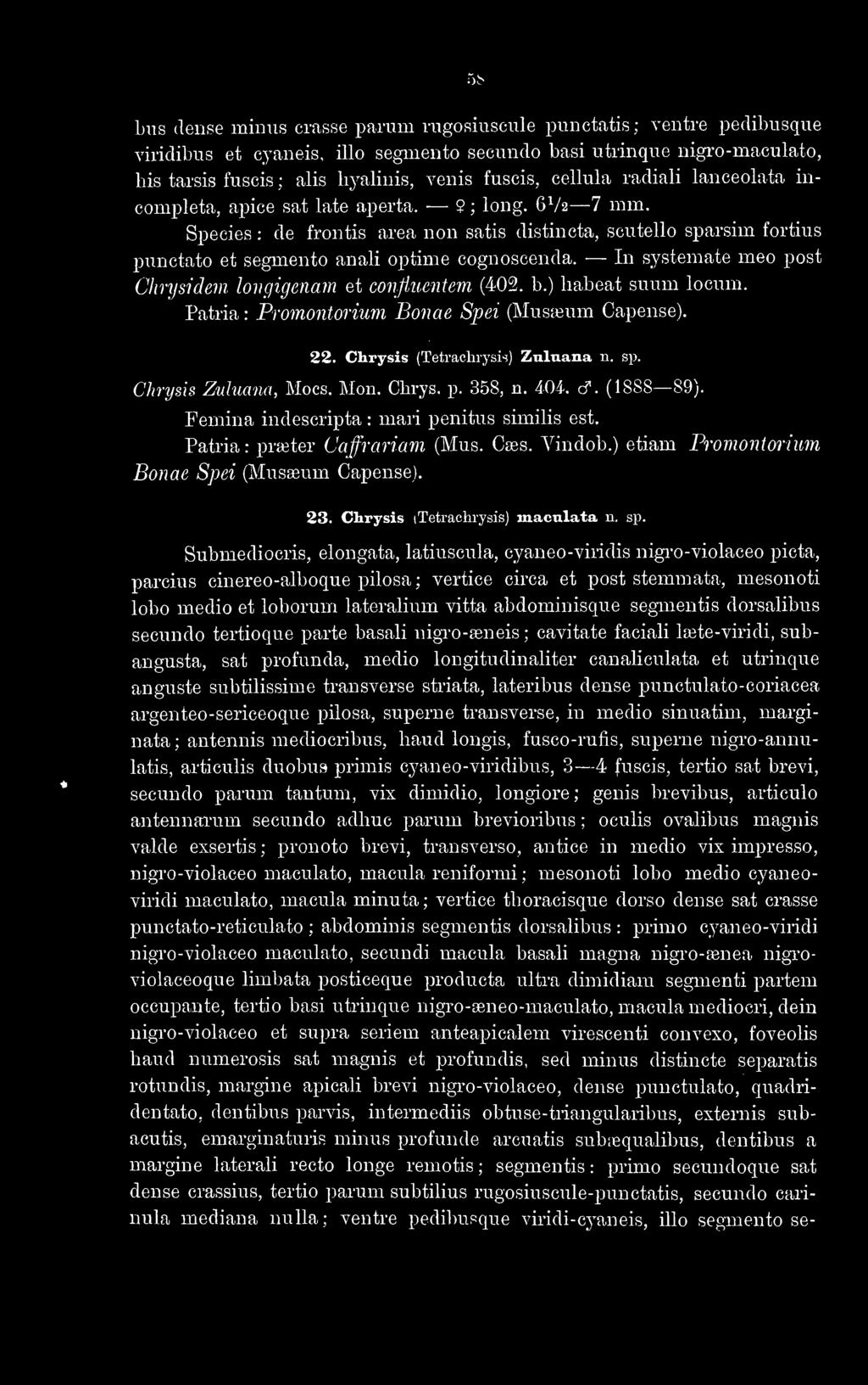 5S bus dense minus crasse parum rugosiuscule punctatis ; ventre pedibusque viridibus et cyaneis, illo segmento secundo basi utrinque nigto-maculato, his tarsis fuscis ; alis hyalinis, venis fuscis,
