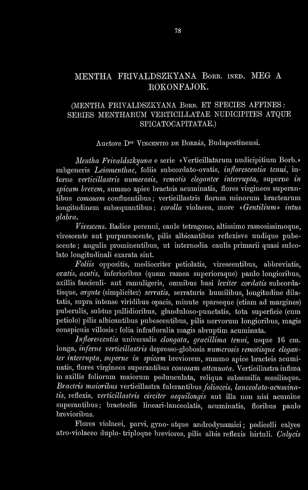 » subgeneris Leiomenthae, foliis siibcordato-ovatis, inflorescentia tenia, inferne verticillastris numerosis, remotis eleganter interrwpta, superne in spicam brevem, summo apice bracteis acuminatis,