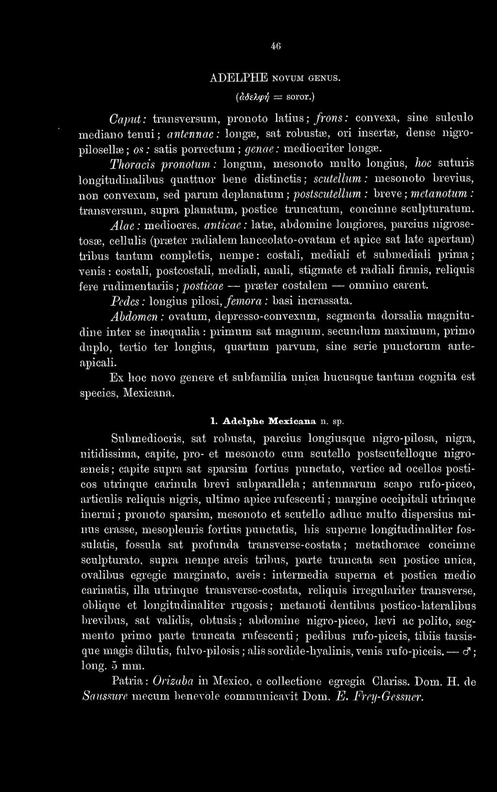 Thoracis pronotum : longum, mesonoto multo longius, hoc suturis longitudinalibus quattuor bene distinctis ; scutelhim : mesonoto brevius, non convexum, sed parum deplanatum ; postscutellum : breve ;