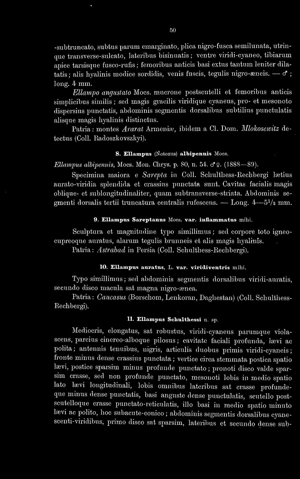 mucrone postsciitelli et femoribus anticis simplicibus similis ; sed magis gracilis viridique cyanens, pro- et mesonoto dispersius punctatis, abdominis segmentis dorsalibus subtiliiis punctulatis
