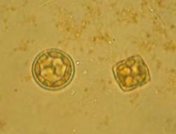 A domináns taxonok tekintetében is jól kitűnik a kovamoszatok (Bacillariophyceae) és a zöldmoszatok (Chlorophyta) magas aránya és a planktonikus, tichoplanktonikus (azaz a szilárdfolyadék