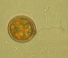 Cryptomonas erosa Euglena polymorpha Cryptomonas marssonii Bacillariophyceae Euglena spirogyra Cryptomonas obovata Navicula gregaria Lepocinclis ovum Cryptomonas phaseolus Navicula hungarica Phacus