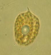 Skeletonema potamos Strombomonas gibberosa Stephanodiscus hantzschii Chlorophyta Pteromonas angulosa Conjugatophyceae Chlorophyceae Schroederia spiralis Cosmarium botrytis Chlorella vulgaris