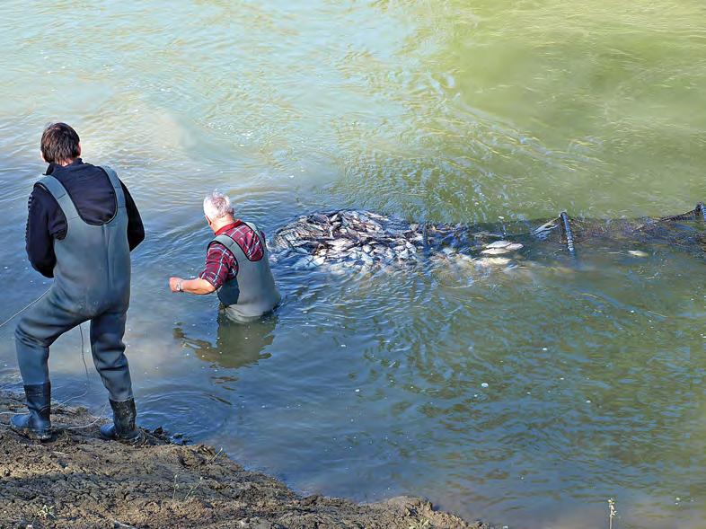A 2016-os tavaszi felmérés során fogott, elképesztő mennyiségű hal 4. táblázat: A tározó területén kimutatott halfajok az elmúlt 40 évben (Harka 2008, Harka at al. 2013, Nyeste at al.