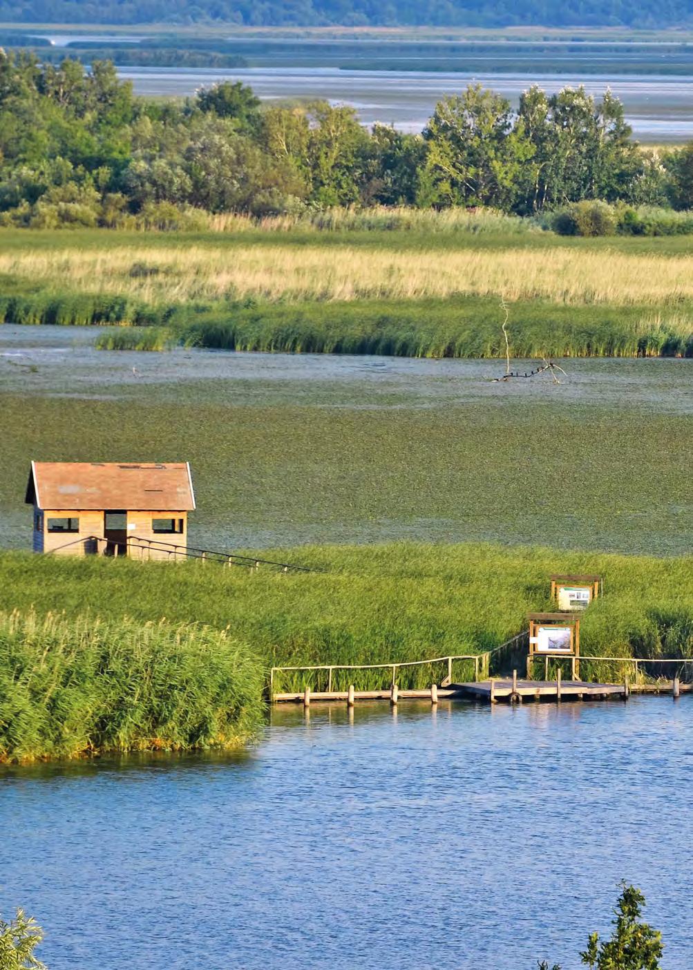 Tanösvény a