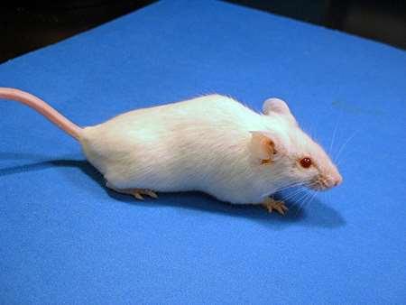 lymphopoietint (TSLP-t) termelnek,mely a keringésbe jut, onnan a tüdőbe a hámsejt eredetű TSLP a légutakat allergénekkel szemben túlérzékenyíti Proc Natl Acad Sci