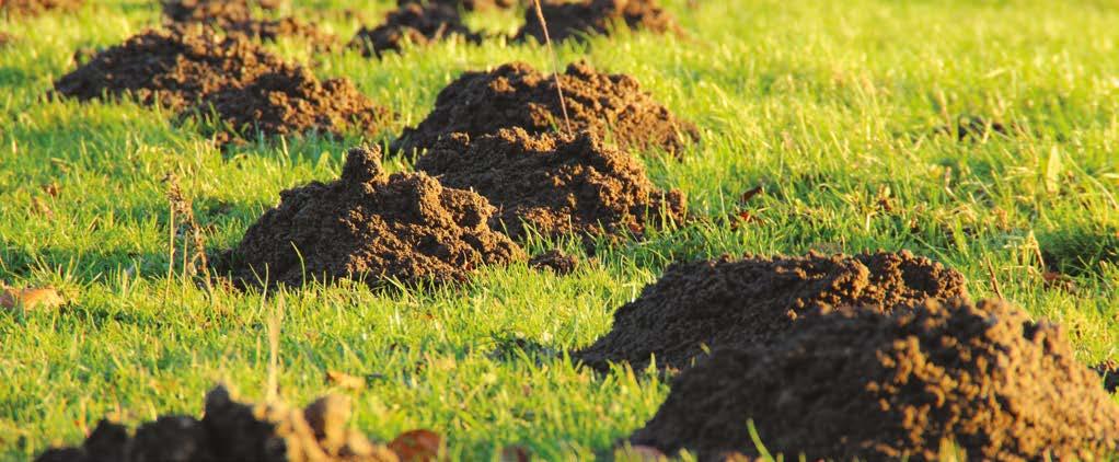 MUSKÁTLI ÉS BALKONNÖVÉNY TÁPOLDAT VITAFLORA Megfelelő