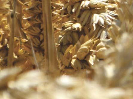 0.0 SOBBEL VT1 VT2 SOBBEL Fuzarium tolerancia - 7 Septoria tolerancia - Lisztharmat tolerancia -.0 4.0 2.0 0.