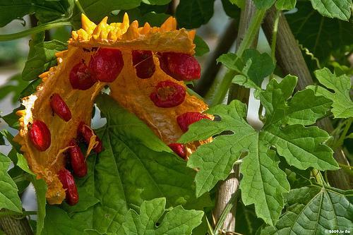 , kalanolidok (gyszfejlesztés folyamatban) Urtica dioica, lektinek