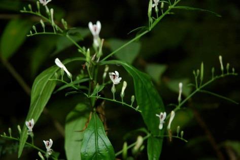 Momordica charantia Phytolacca americana Andrographis paniculata