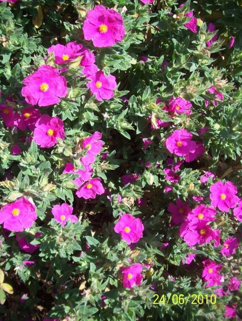 Cistus incanus L. Hamvaslevelű szuhar, ladania, bodorrózsa HA: flavonoidok, diterpének Népgyógy.: láz, hasmenés, bőrbetegségek, fekélyek, reuma, gyull.csökk., görcsoldó In vitro, in vivo: antiox.