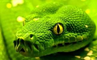 Science. 2006 Jul 28;313(5786):526-30. Mast cells can enhance resistance to snake and honeybee venoms.
