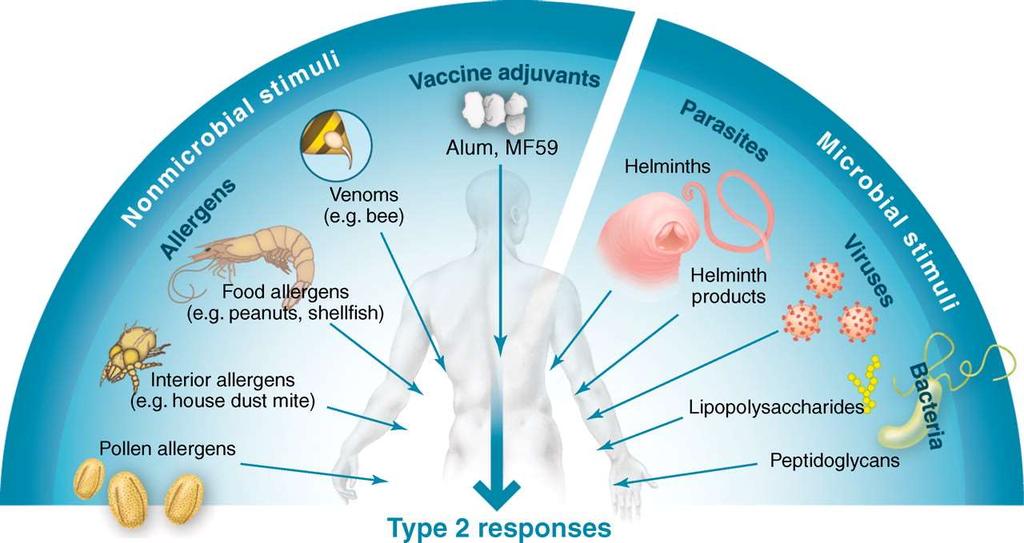 2 (Th2) típusú immunreakciót indukáló hatások B
