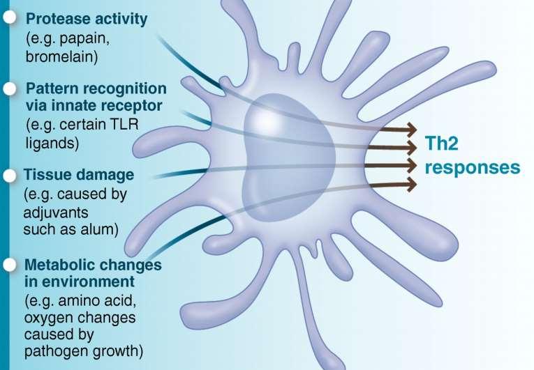 Fig. 2 Diverse mechanisms by which the innate immune system senses type 2