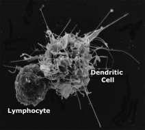Immunválasz természetes/innate Barrier: természetes immunválasz elemei innate lymphoid sejtek, eosinophilek, mastociták, basophilek, alternatív aktivált makrofágok