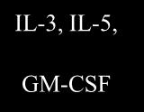 eosinophil IL8,PAF,MCP1 T lymphocyta