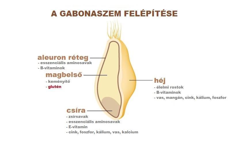 Mi az a glutén? Fontos kiemelni, hogy a cöliákiások nem magára a lisztre, hanem annak egy alkotójára, a gluténra érzékenyek. A glutén nem más, mint a kalászos gabonafélékben megtalálható fehérje.