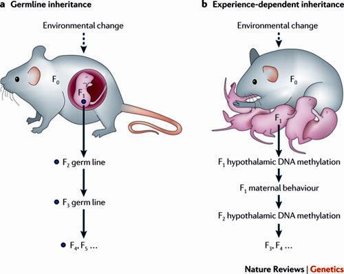 A transzgenerációs epigenetikus