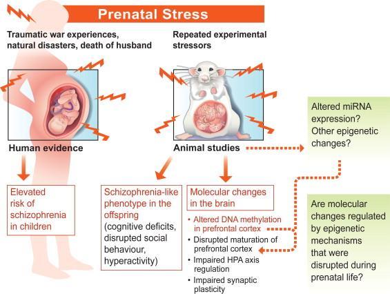 A prenatális stressz hatására fokozott a schizophrenia kialakulásának kockázata Neuroscience