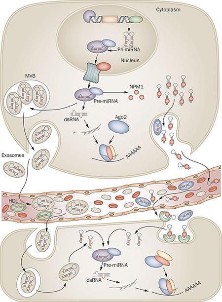 A keringő mirns-ek biogenezise és hatásmechanizmusa
