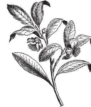 HÁZI TEÁK Menta tea Friss mentából készült üdítő hatású tea. Serkenti az étvágyat és az emésztést, meghűlésre és lázcsillapításra is használják.
