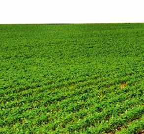 Gombabetegségek elleni védelem Hatóanyag: 141,4 g/l azoxistrobin + 122,4 g/l propikonazol, Dózis: 1,0 l/ha BIZTONSÁGOSAN MAGASABB TERMÉS Jellemzői: A Quilt Xcel két felszívódó hatóanyagának