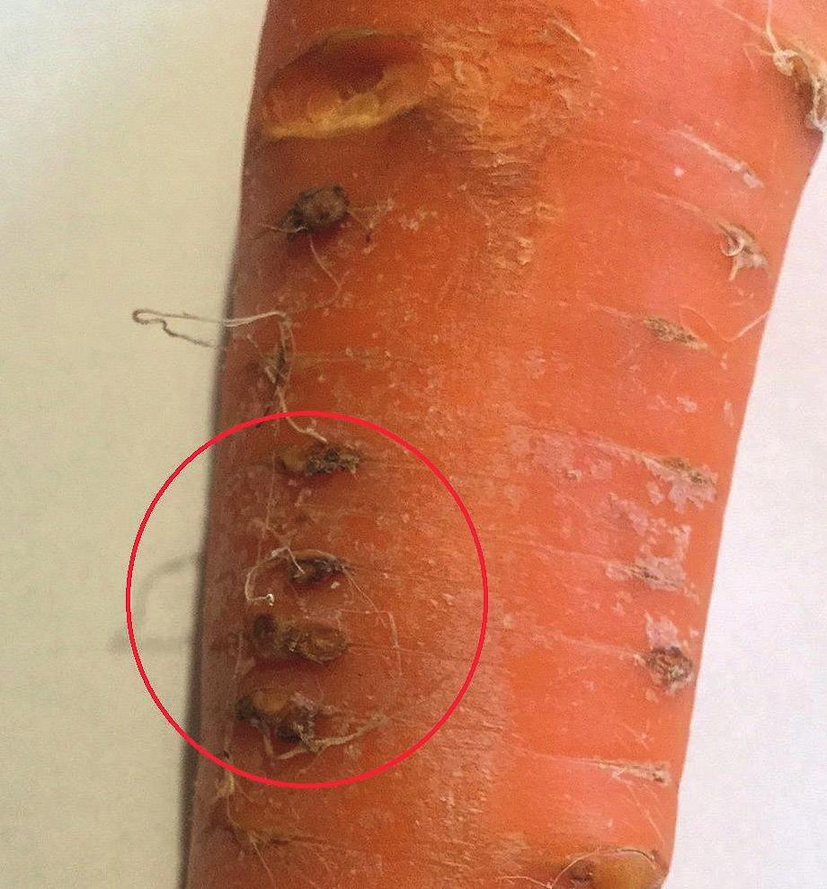 Fotó: Hartmann Kata agrotechnikai: vetésforgó betartása, kalászos elővetemény, térfogati kvadrát módszer alkalmazása, fertőzött területek kerülése, kémiai: talajfertőtlenítés, a vetési bagolylepke