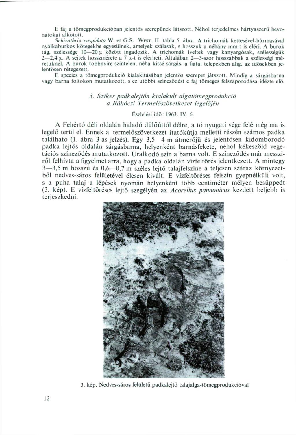 E faj a tömegprodukcióban jelentős szerepűnek látszott. Néhol terjedelmes hártyaszerű bevonatokat alkotott. Schizolhrix cuspidata W. et G.S. WEST. II. tábla 5. ábra.