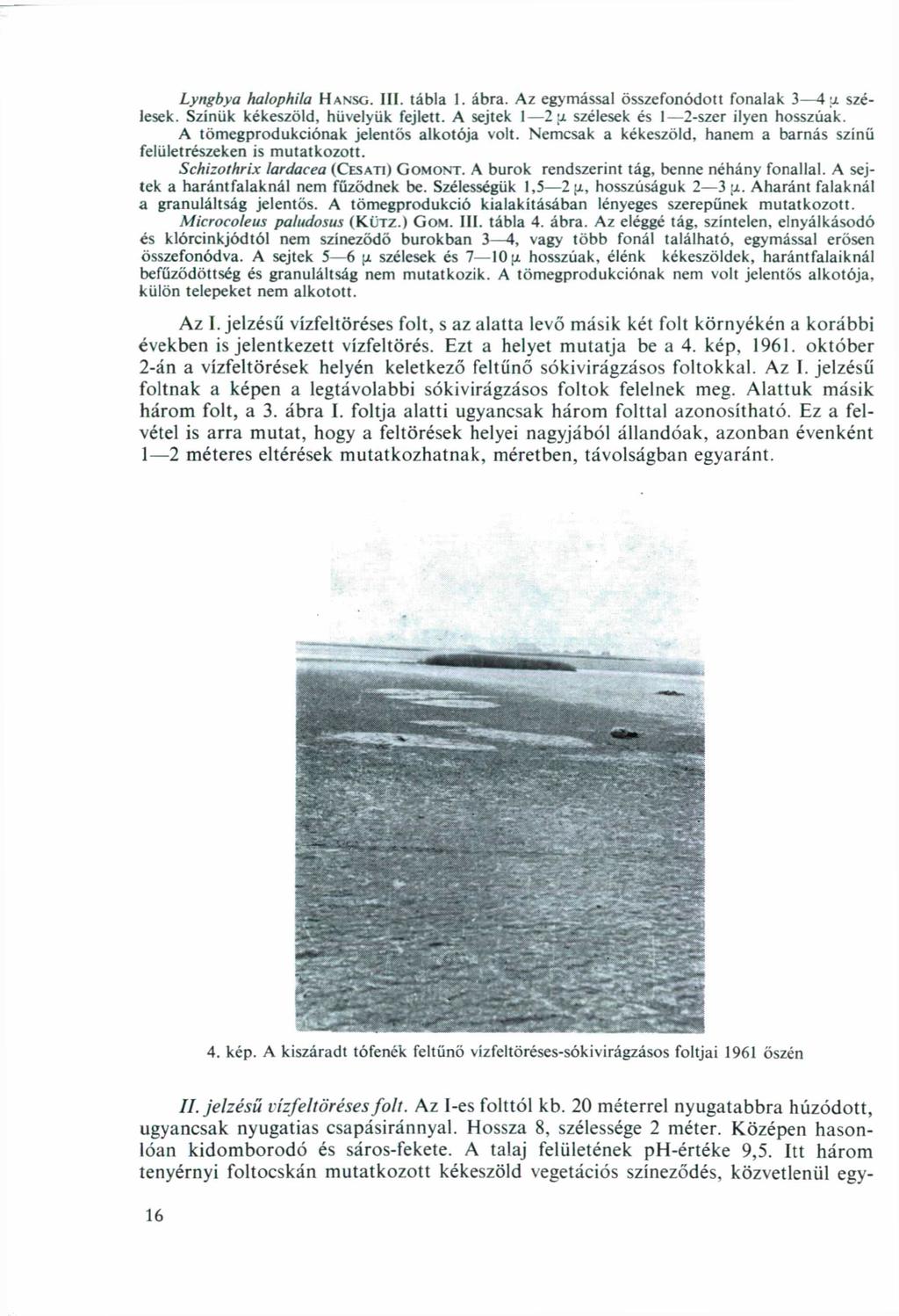 Lyngbya halophila HANSG. III. tábla 1. ábra. Az egymással összefonódott fonalak 3 4 y. szélesek. Színük kékeszöld, hüvelyük fejlett. A sejtek 1 2 x szélesek és 1 2-szer ilyen hosszúak.